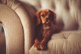 Pet-friendly Properties in High Demand