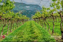 Trentino-Alto Adige - MASO TRENTINO, BOUTIQUE WINE ESTATE, WINERY FOR SALE