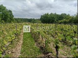 For sale organic vineyard of 15 ha – very well maintained with great terroir