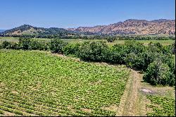 Historic Trubody Ranch Vineyard