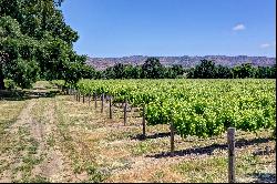 Historic Trubody Ranch Vineyard