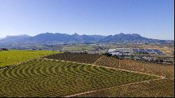 92 HA WINE FARM OF WHICH 75 HA'S OF VINEYARDS, SEVEN CULTIVARS PLUS A VIEW OF TABLE MOUNT