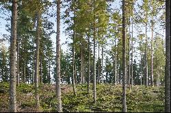 Forest property of 52 hectares