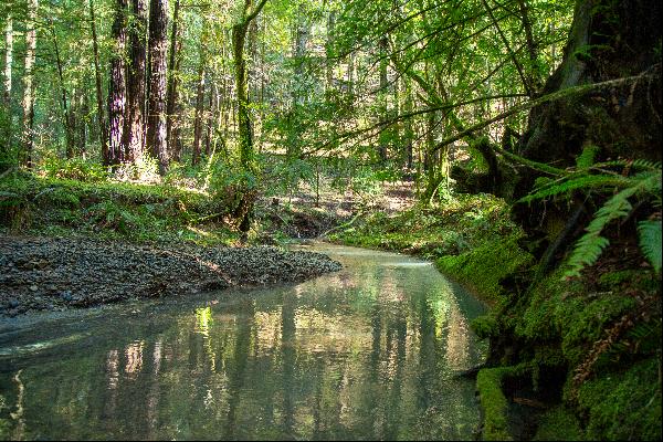 Redwood Sanctuary on 160-acres