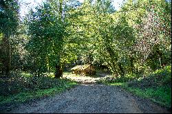 Redwood Sanctuary on 160-acres
