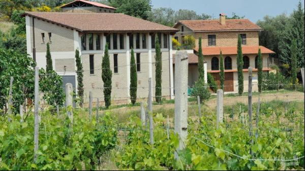The Vineyard in the Sun, Montepulciano, Siena – Tuscany