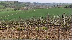 Il Toscano Winery, Montalcino, Siena - Tuscany