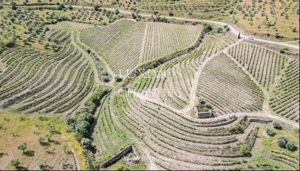 Vineyard, for sale, Douro Valley, Vila Nova de Foz Coa, Portugal