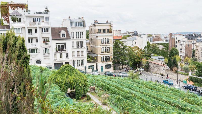 The Clos Montmartre vineyard