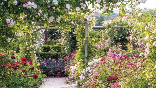 Fragrance and formality: a short history of rose gardens