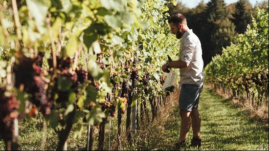 Buying a house with a vineyard