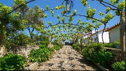 Vineyard with swimming pool, Maia, Porto, Portugal