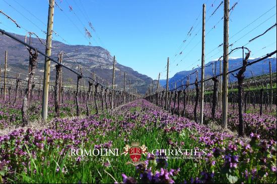 WINE ESTATE FOR SALE IN TRENTINO-ALTO ADIGE