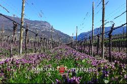 WINE ESTATE FOR SALE IN TRENTINO-ALTO ADIGE