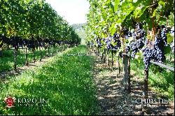 Trentino-Alto Adige - MASO TRENTINO, BOUTIQUE WINE ESTATE, WINERY FOR SALE