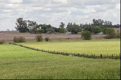 Farm in Arrecifes, 68 hectares