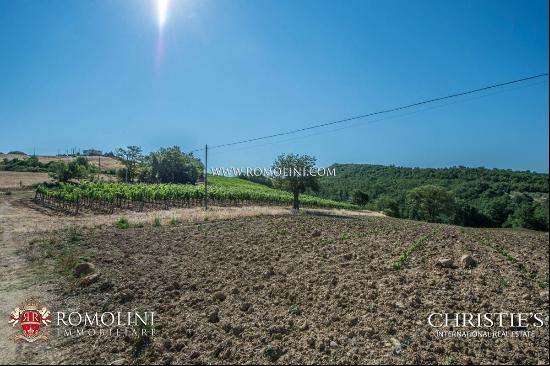 WINE ESTATE WITH APARTMENT FOR SALE IN GROSSETO, TUSCANY MONTECUCCO