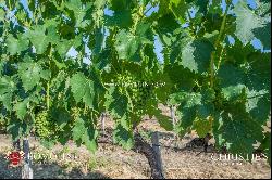 WINE ESTATE WITH APARTMENT FOR SALE IN GROSSETO, TUSCANY MONTECUCCO