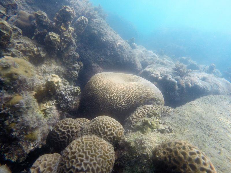 Beautiful coral reef steps away