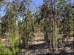Great Agricultural Forestry Lot of 26 hectares