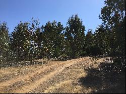 Great Agricultural Forestry Lot of 26 hectares