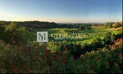 Commercial Bordeaux Vineyard for sale