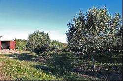 Spectacular 212 ha olive grove