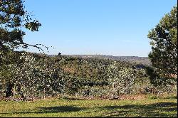 Spectacular 212 ha olive grove