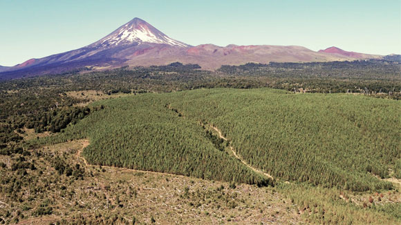 Fundo Araucarias - Forestry And Tourism Potential - Temuco / Chillán