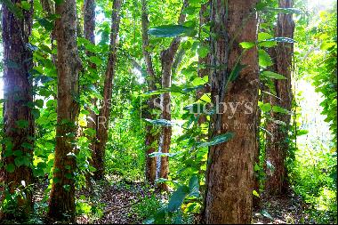2500 Acre Conservation Land With Precious Woods
