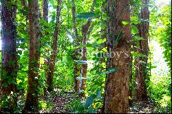 2500 Acre Conservation Land With Precious Woods