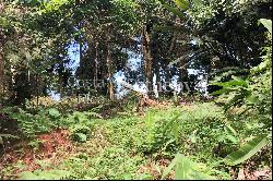 Cahuita Ocean and Jungle View Farm / Development (20ha)