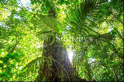 300ha Conservation of Tropical Rainforest