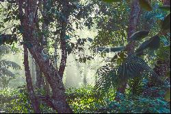 300ha Conservation of Tropical Rainforest