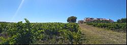 Vineyard, Provencal Drôme