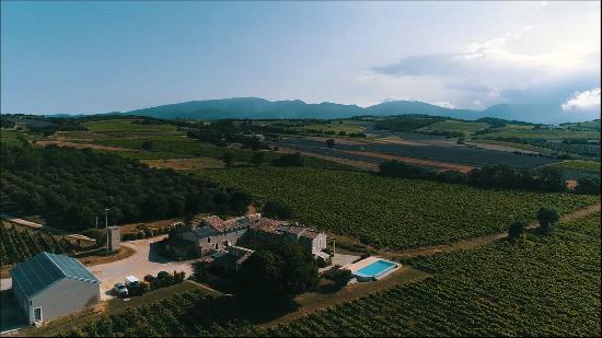 Vineyard, Provencal Drome