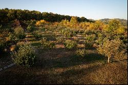 The Field At The Edge Of The Forest