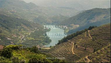 Vineyard with stunning views to Douro River, Vila Marim, Portugal