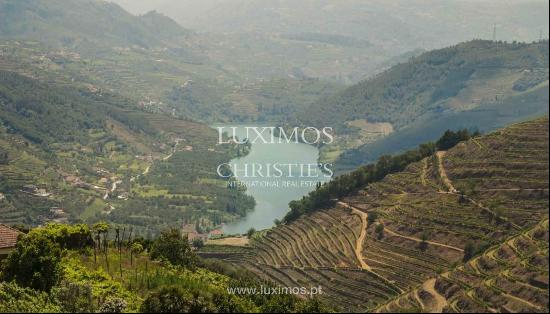 Vineyard with stunning views to Douro River, Vila Marim, Portugal