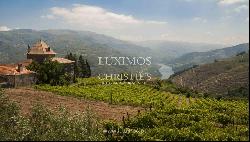 Vineyard with stunning views to Douro River, Vila Marim, Portugal