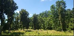 Farm in Río Bueno