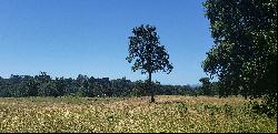 Farm in Río Bueno