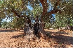 Charming masseria with sea view