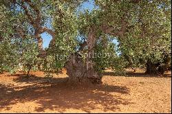 Charming masseria with sea view