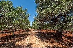 Charming masseria with sea view