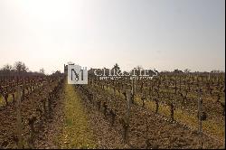 Lovely vineyard estate for sale set up on 11 ha