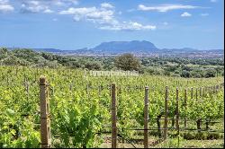 Magnificent 15 hectares Vineyard Farm Estate