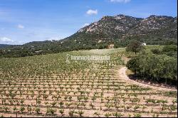 Magnificent 15 hectares Vineyard Farm Estate