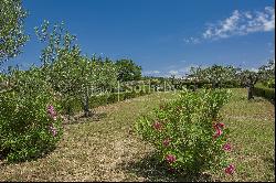 Panoramic agriturismo producing organic olive oil of Chianti