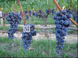 Beautiful vineyard estate - AOC Saint Emilion